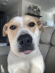 Found/Stray Male Dog last seen Found in the neighborhood of Brittany Harbor East, Lavonia, GA 30553