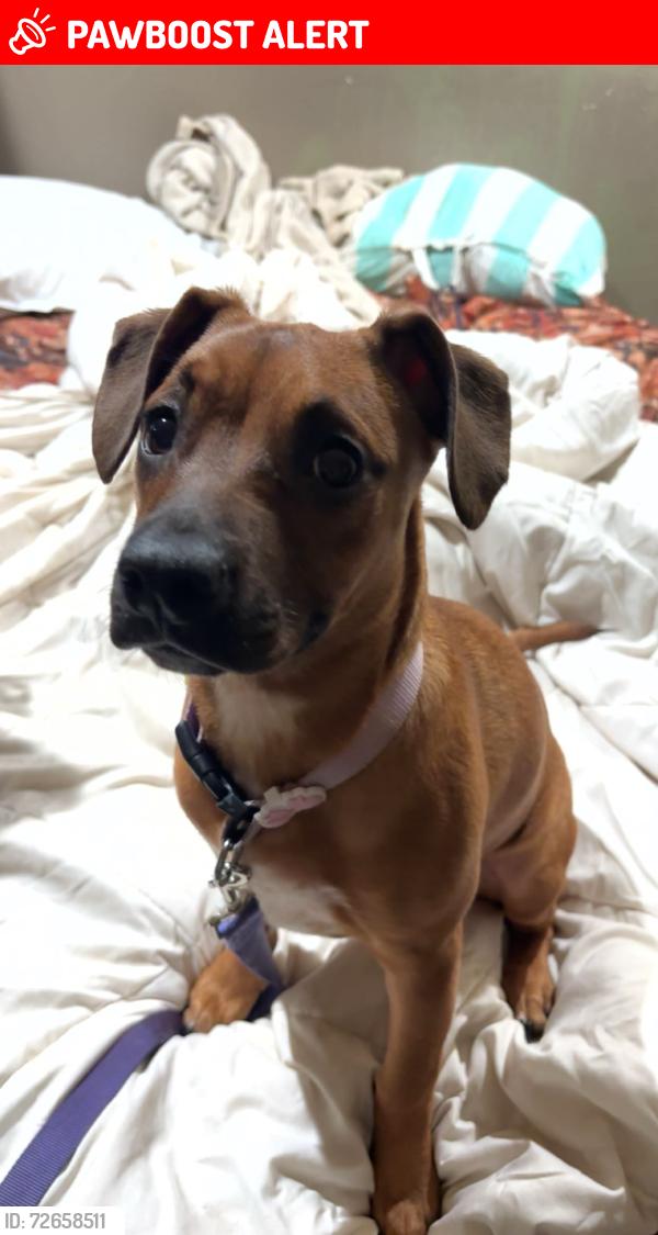 Lost Female Dog last seen Asheville highway, Cotton owens dr, Spartanburg County, SC 29303