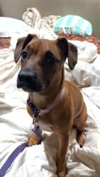 Lost Female Dog last seen Asheville highway, Cotton owens dr, Spartanburg County, SC 29303