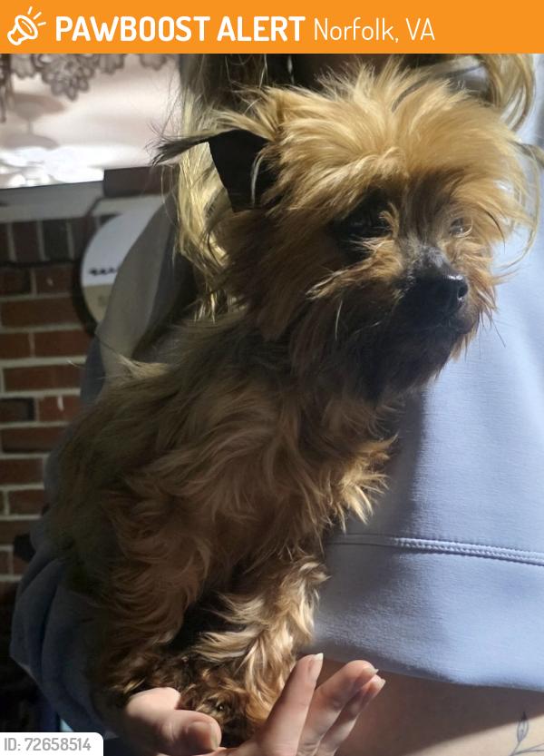 Found/Stray Female Dog last seen Tarrallton & Halprin, Norfolk, VA 23518