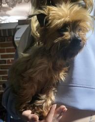 Found/Stray Female Dog last seen Tarrallton & Halprin, Norfolk, VA 23518