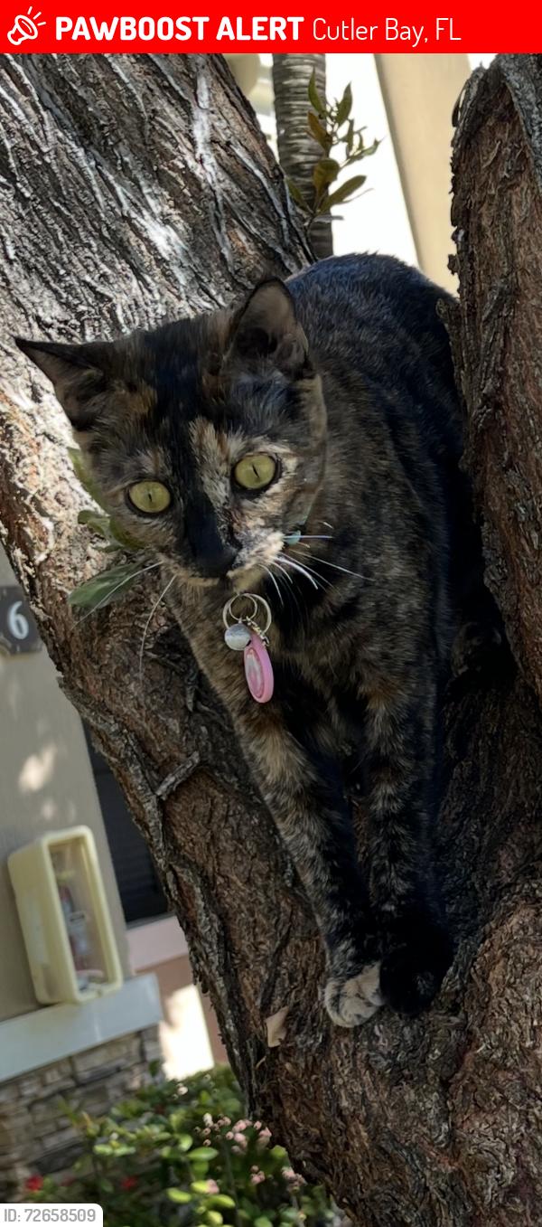 Lost Female Cat last seen Isle at Bayshore, The Courts, Cutler Bay, FL 33190