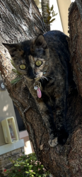 Lost Female Cat last seen Isle at Bayshore, The Courts, Cutler Bay, FL 33190