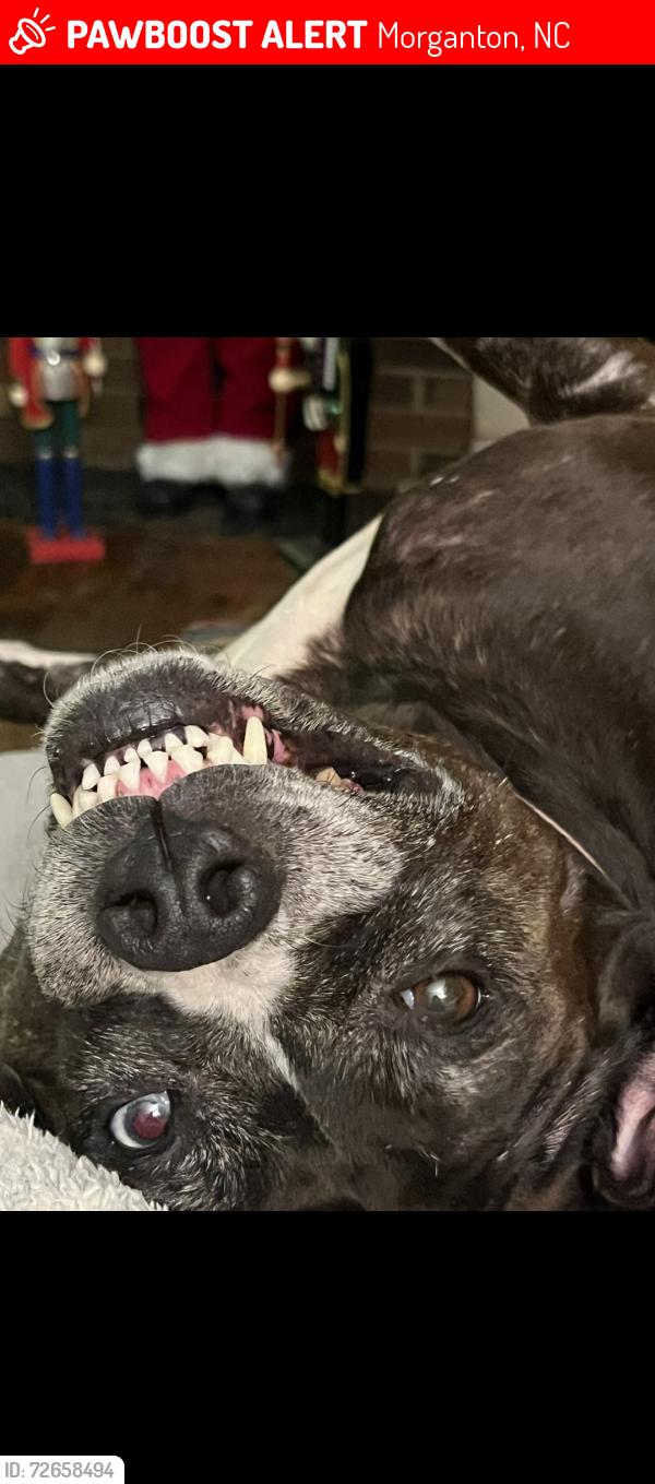 Lost Female Dog last seen Near Pax Hill Rd, Morganton, NC 28655