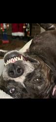 Lost Female Dog last seen Near Pax Hill Rd, Morganton, NC 28655