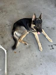 Found/Stray Male Dog last seen Brandywine Park around the corner is Grand Isle Circle, Corpus Christi, TX 78414