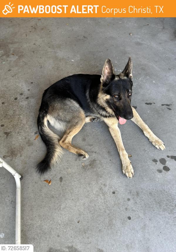Found/Stray Male Dog last seen Brandywine Park around the corner is Grand Isle Circle, Corpus Christi, TX 78414