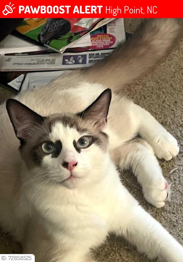Lost Male Cat last seen Windchase court and university parkway, High Point, NC 27265