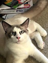 Lost Male Cat last seen Windchase court and university parkway, High Point, NC 27265