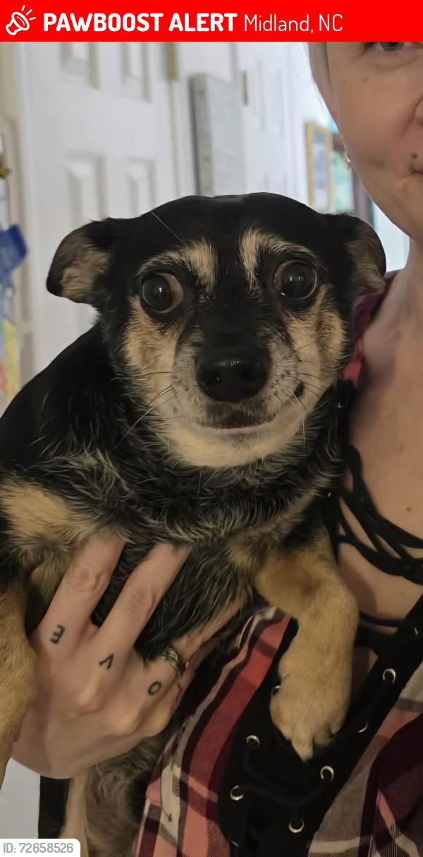 Lost Male Dog last seen Near cal Boston rd and hey 601, Midland, NC 28107