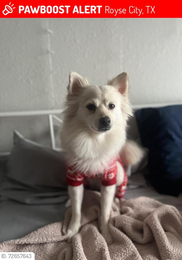 Lost Male Dog last seen Azalea Dr, Royse City, TX 75189