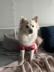 Lost Male Dog last seen Azalea Dr, Royse City, TX 75189