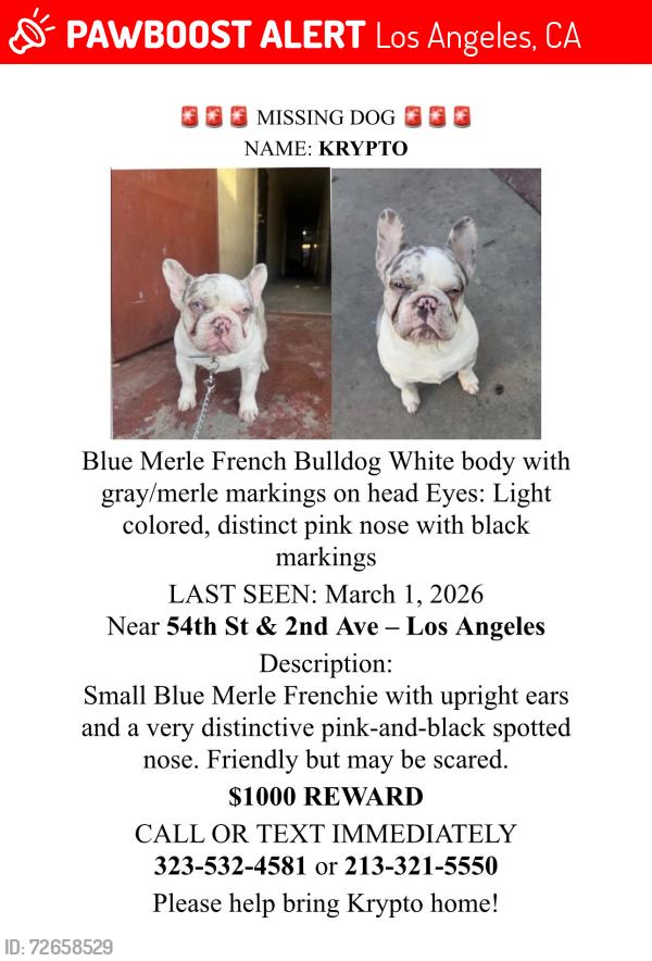 Lost Male Dog last seen Near and Arlington , Los Angeles, CA 90062