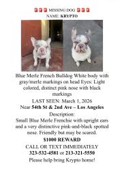 Lost Male Dog last seen Near and Arlington , Los Angeles, CA 90062