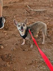 Lost Female Dog last seen Sunset Terrace & Dixie, Amarillo, TX 79106