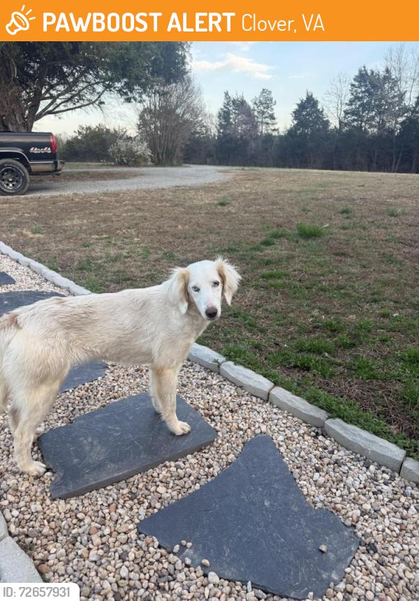 Found/Stray Female Dog last seen Lloyds Mill rd and Mt Laurel rd, Clover, VA 24534