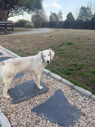 Found/Stray Female Dog last seen Lloyds Mill rd and Mt Laurel rd, Clover, VA 24534