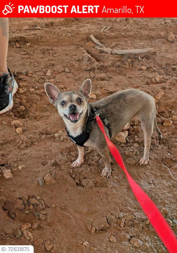 Lost Female Dog last seen Sunset Terrace & Dixie, Amarillo, TX 79106