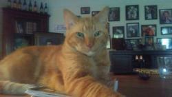 Lost Male Cat last seen 17-92 by lowes6, Casselberry, FL 32730