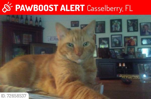 Lost Male Cat last seen 17-92 by lowes6, Casselberry, FL 32730