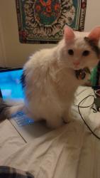 Lost Male Cat last seen At , Youngstown, OH 44509