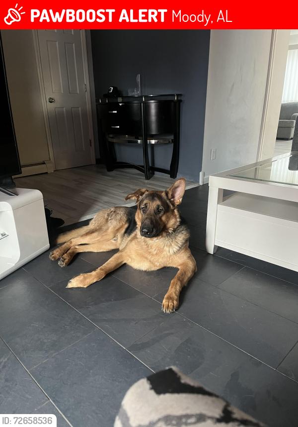 Lost Male Dog last seen kelly creek rd, Moody, AL 35004