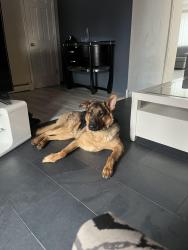 Lost Male Dog last seen kelly creek rd, Moody, AL 35004