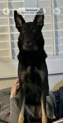 Lost Female Dog last seen Spring creek , Tangipahoa Parish, LA 70444