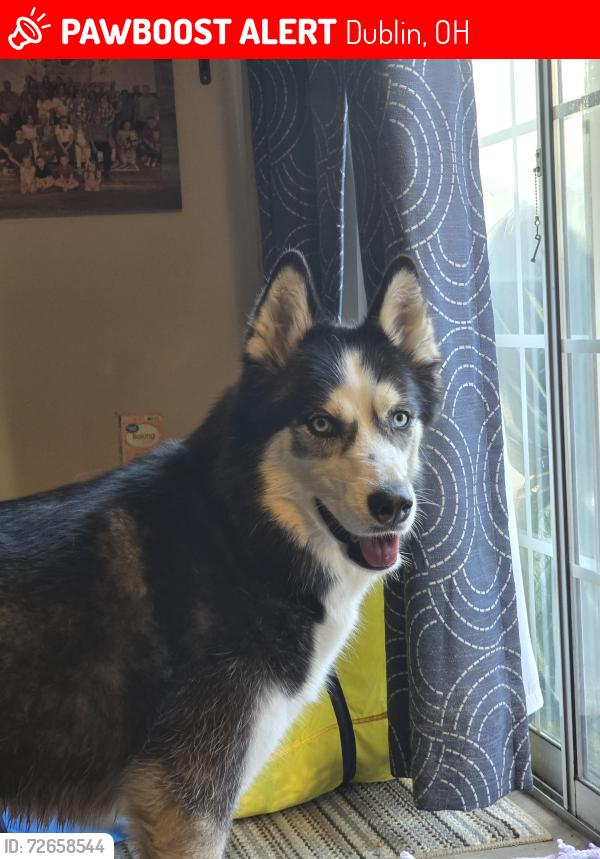 Lost Male Dog last seen Hard and smokey row, Dublin, OH 43016