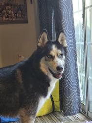 Lost Male Dog last seen Hard and smokey row, Dublin, OH 43016