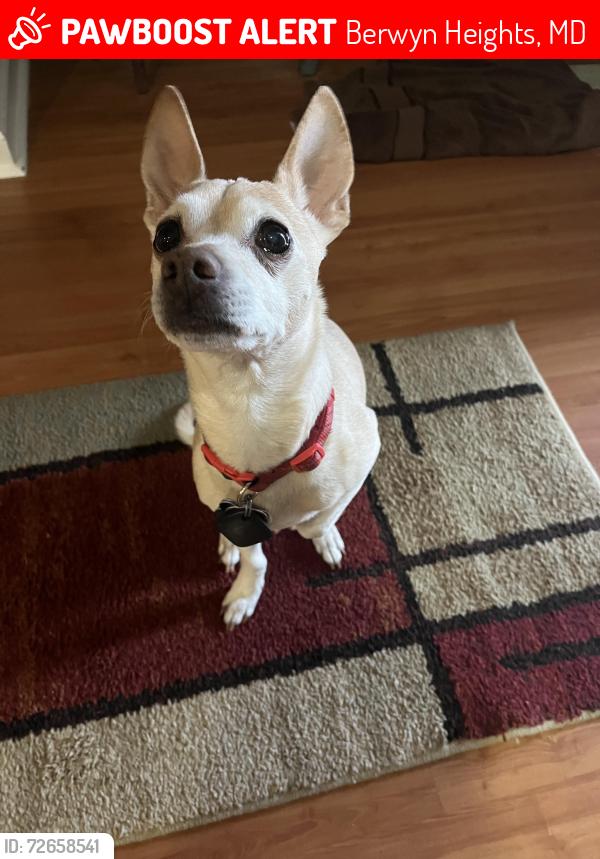 Lost Male Dog last seen 63rd st and Osage rd in Berwyn Heights, MD 20740, Berwyn Heights, MD 20740