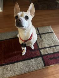 Lost Male Dog last seen 63rd st and Osage rd in Berwyn Heights, MD 20740, Berwyn Heights, MD 20740