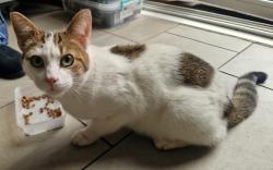 Found/Stray Male Cat last seen holders gardens, West Midlands, England B13 8NW
