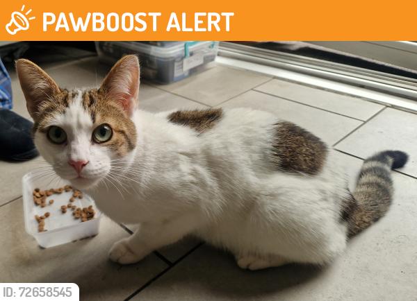Found/Stray Male Cat last seen holders gardens, West Midlands, England B13 8NW
