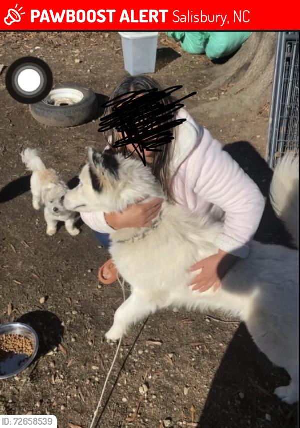 Lost Male Dog last seen Maupin ave and Fulton st, Salisbury, NC 28144
