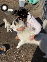 Lost Male Dog last seen Maupin ave and Fulton st, Salisbury, NC 28144