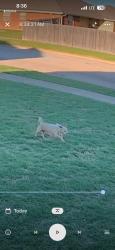Found/Stray Unknown Dog last seen Ledgestone Drive, Killeen, TX 76549