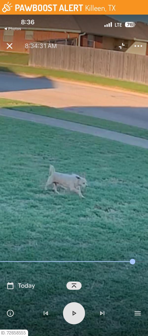 Found/Stray Unknown Dog last seen Ledgestone Drive, Killeen, TX 76549