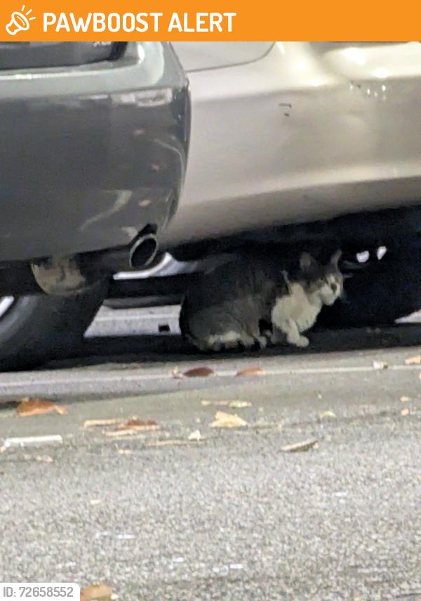 Found/Stray Unknown Cat last seen Cherry hill mall, Cherry Hill Township, NJ 08034