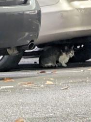 Found/Stray Unknown Cat last seen Cherry hill mall, Cherry Hill Township, NJ 08034