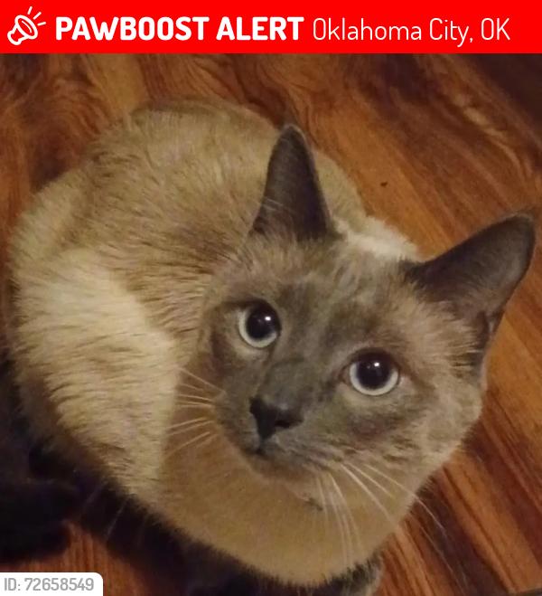 Lost Male Cat last seen Council Rd and Whileshire, Oklahoma City, OK 73132