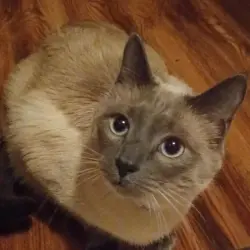 Lost Male Cat last seen Council Rd and Whileshire, Oklahoma City, OK 73132