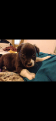 Lost Male Dog last seen 3rd se street Springhill Louisiana , Springhill, LA 71075