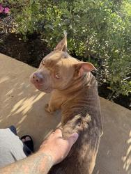 Found/Stray Male Dog last seen Shoreview Dr, Montgomery County, TX 77303