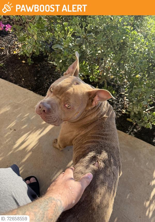 Found/Stray Male Dog last seen Shoreview Dr, Montgomery County, TX 77303