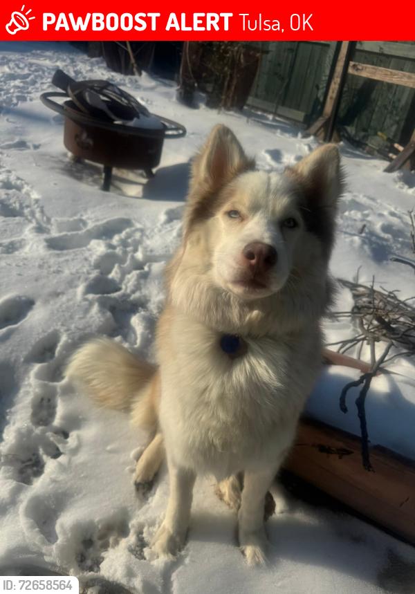 Lost Male Dog last seen Kendall Whittier district , Tulsa, OK 74114