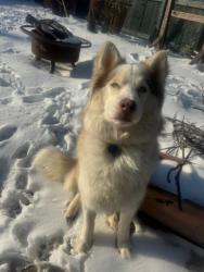 Lost Male Dog last seen Kendall Whittier district , Tulsa, OK 74114