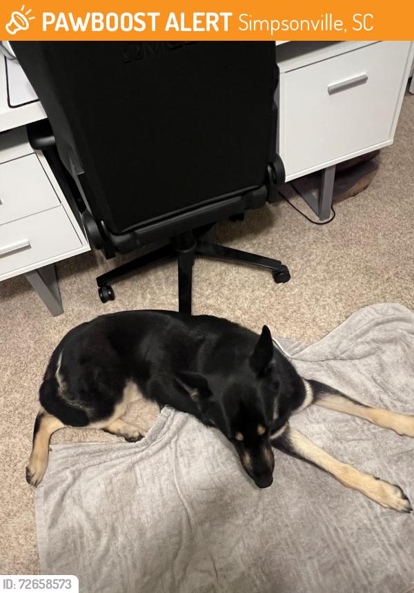 Found/Stray Female Dog last seen Bridgewater Subdivison , Simpsonville, SC 29681
