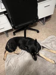 Found/Stray Female Dog last seen Bridgewater Subdivison , Simpsonville, SC 29681
