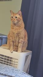 Lost Male Cat last seen Freeze mountain, Odenville, AL 35120